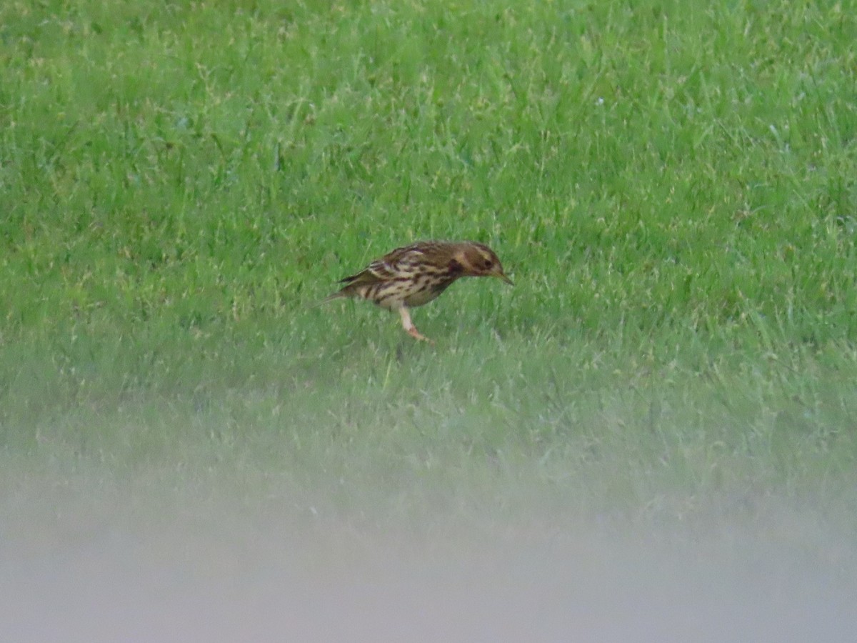 Red-throated Pipit - ML609974871