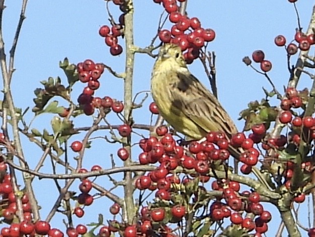 Yellowhammer - ML609974932