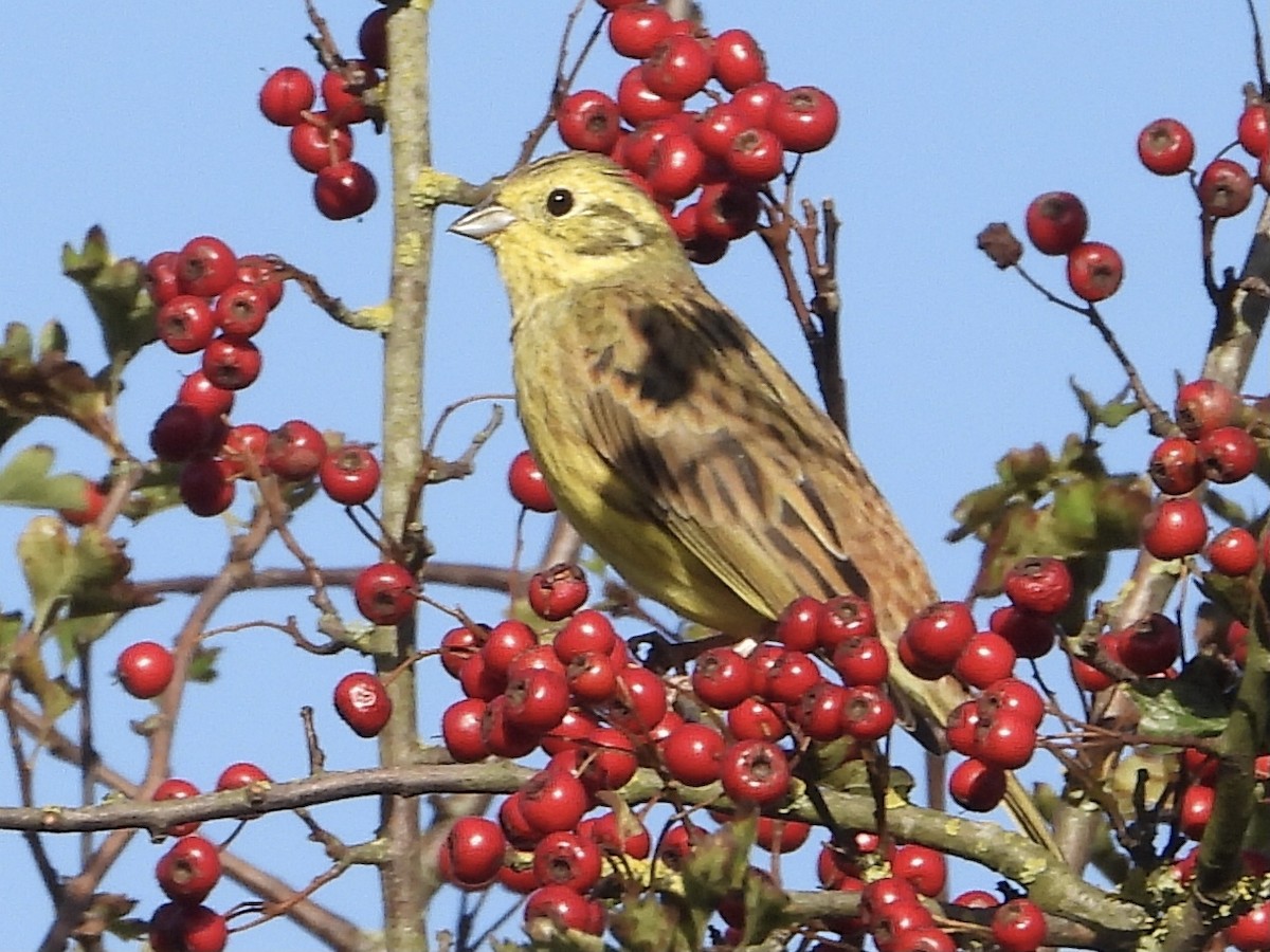 Yellowhammer - ML609974933