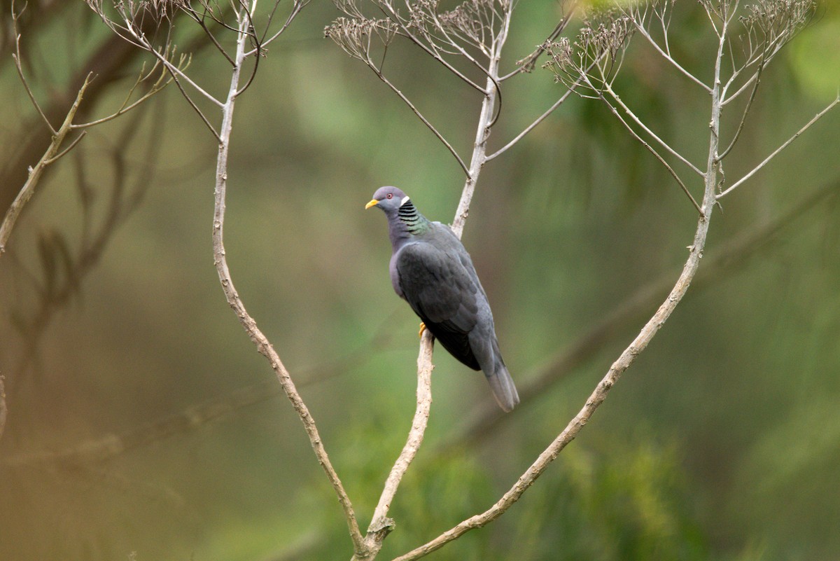 Band-tailed Pigeon - Jaime Valenzuela Trujillo
