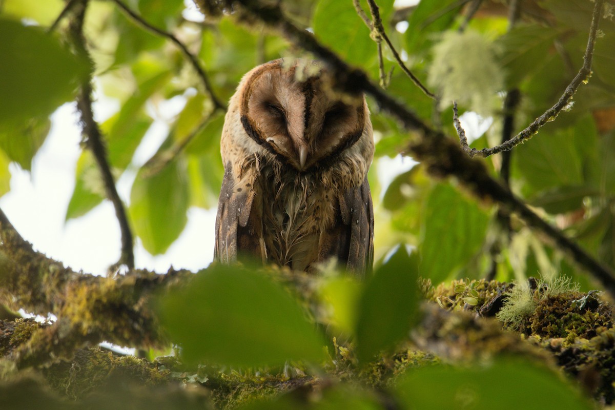 Barn Owl - ML609975110