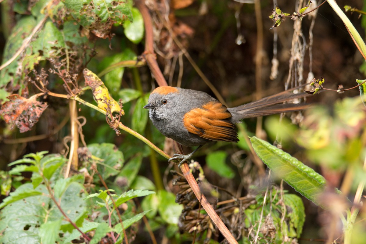 Apurimac Spinetail - ML609975117