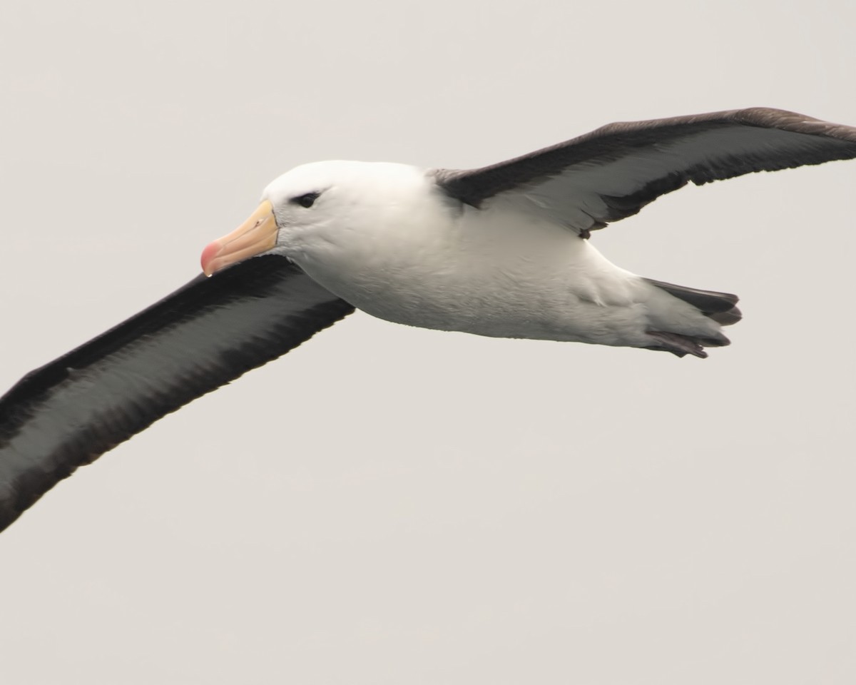 Black-browed Albatross - Rubén Barraza