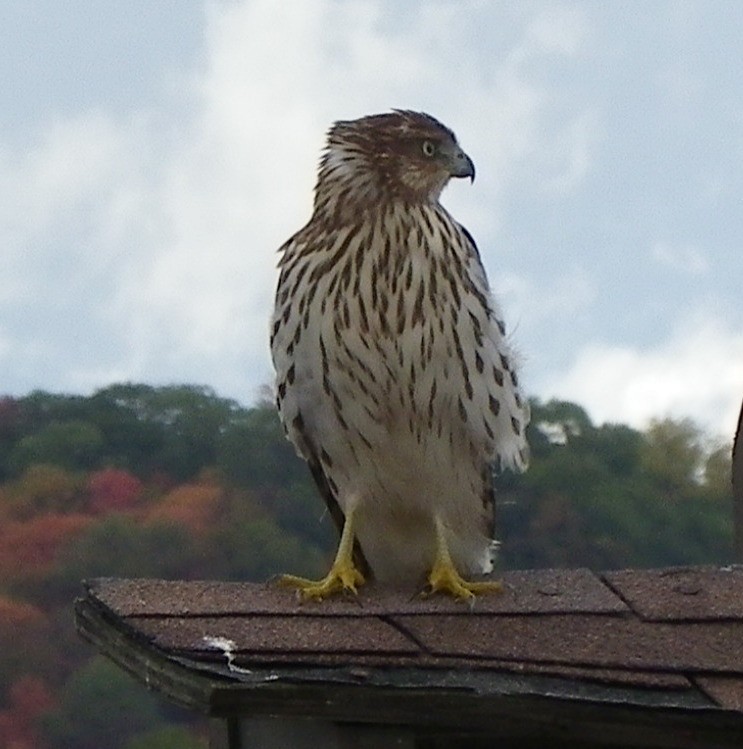 Cooper's Hawk - ML609975162