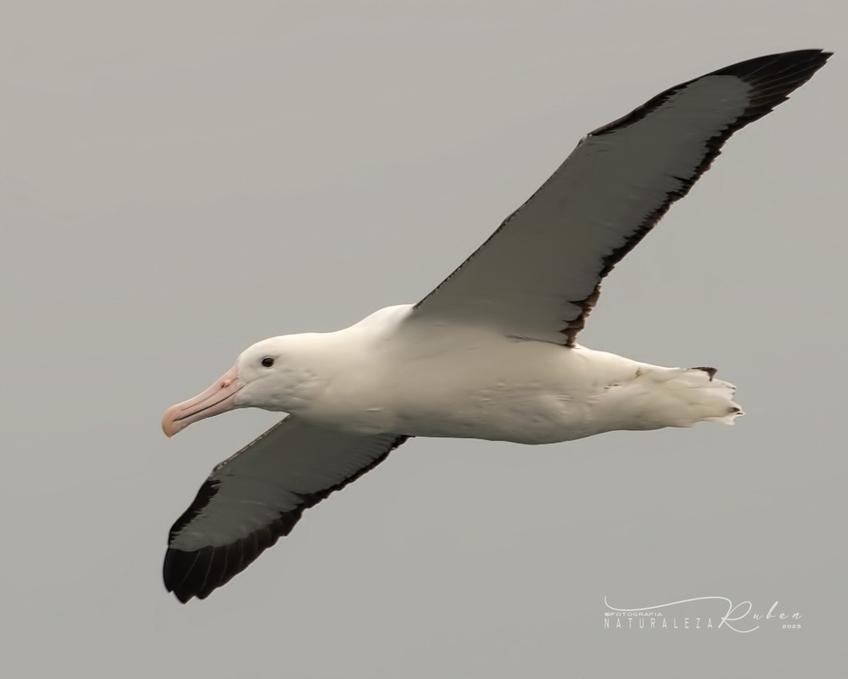 Northern Royal Albatross - Rubén Barraza