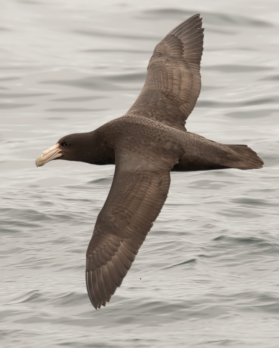 Southern Giant-Petrel - ML609975178