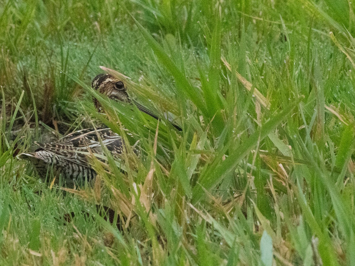 Wilson's Snipe - Francois Dubois