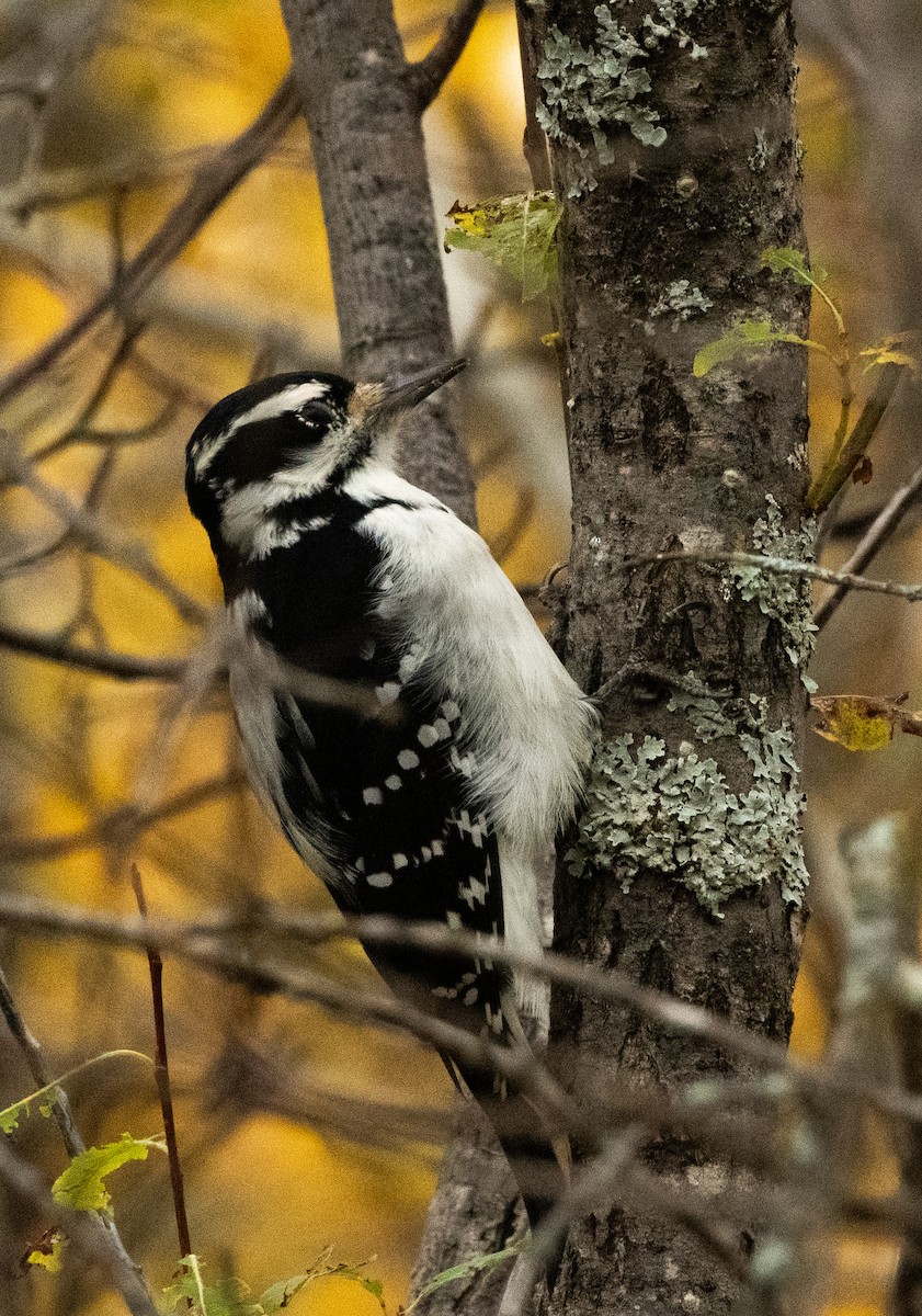 Hairy Woodpecker - ML609975194