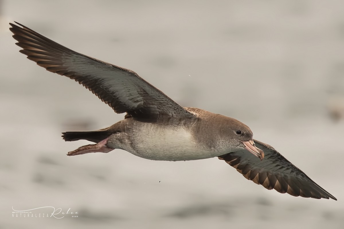 Pink-footed Shearwater - Rubén Barraza