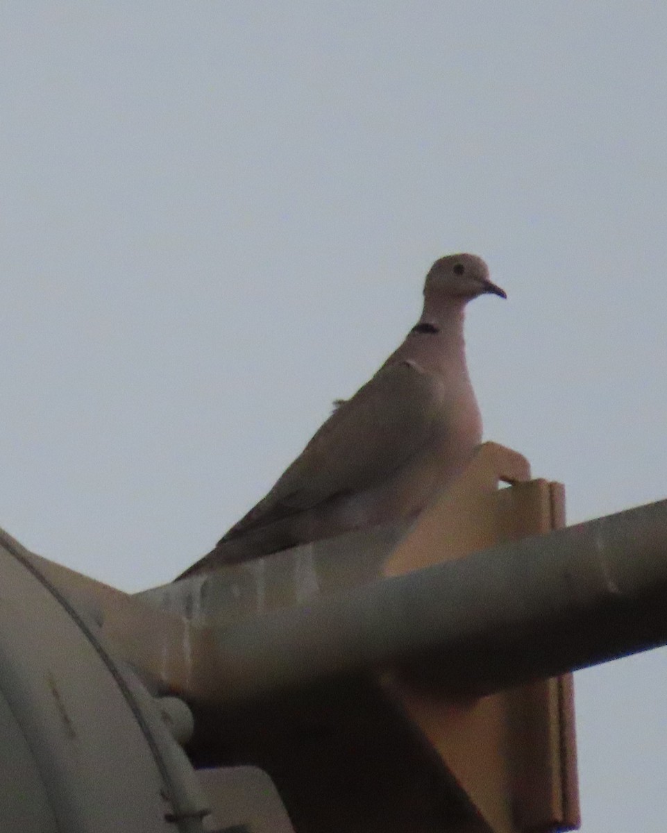 Eurasian Collared-Dove - ML609975206