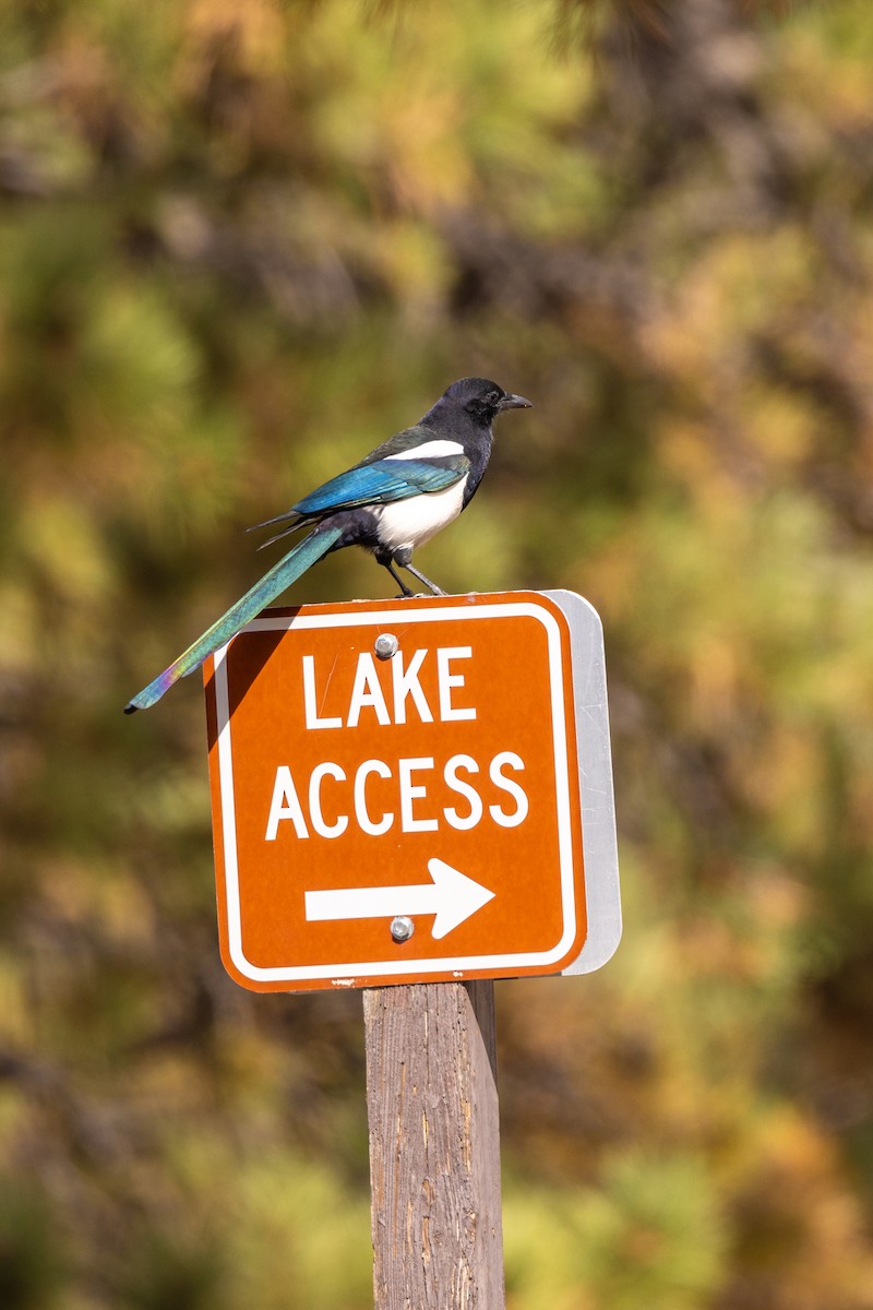 Black-billed Magpie - ML609975226