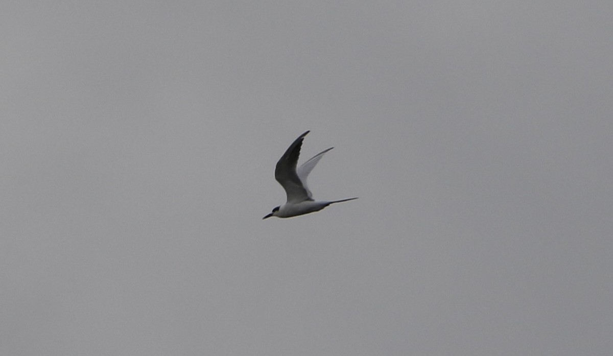 Common Tern - Derek LaFlamme