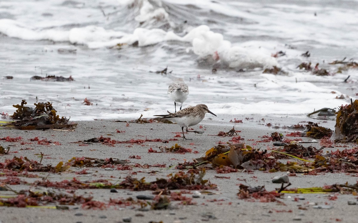 Weißbürzel-Strandläufer - ML609975238