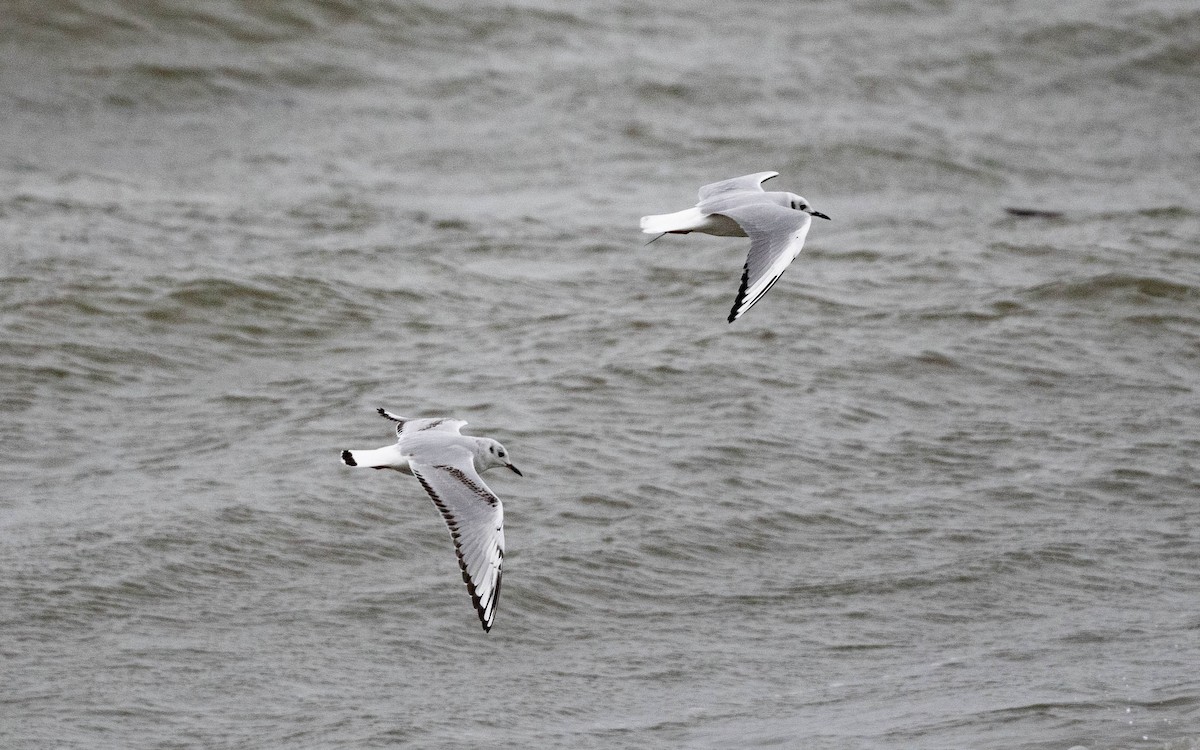 Bonaparte's Gull - ML609975255