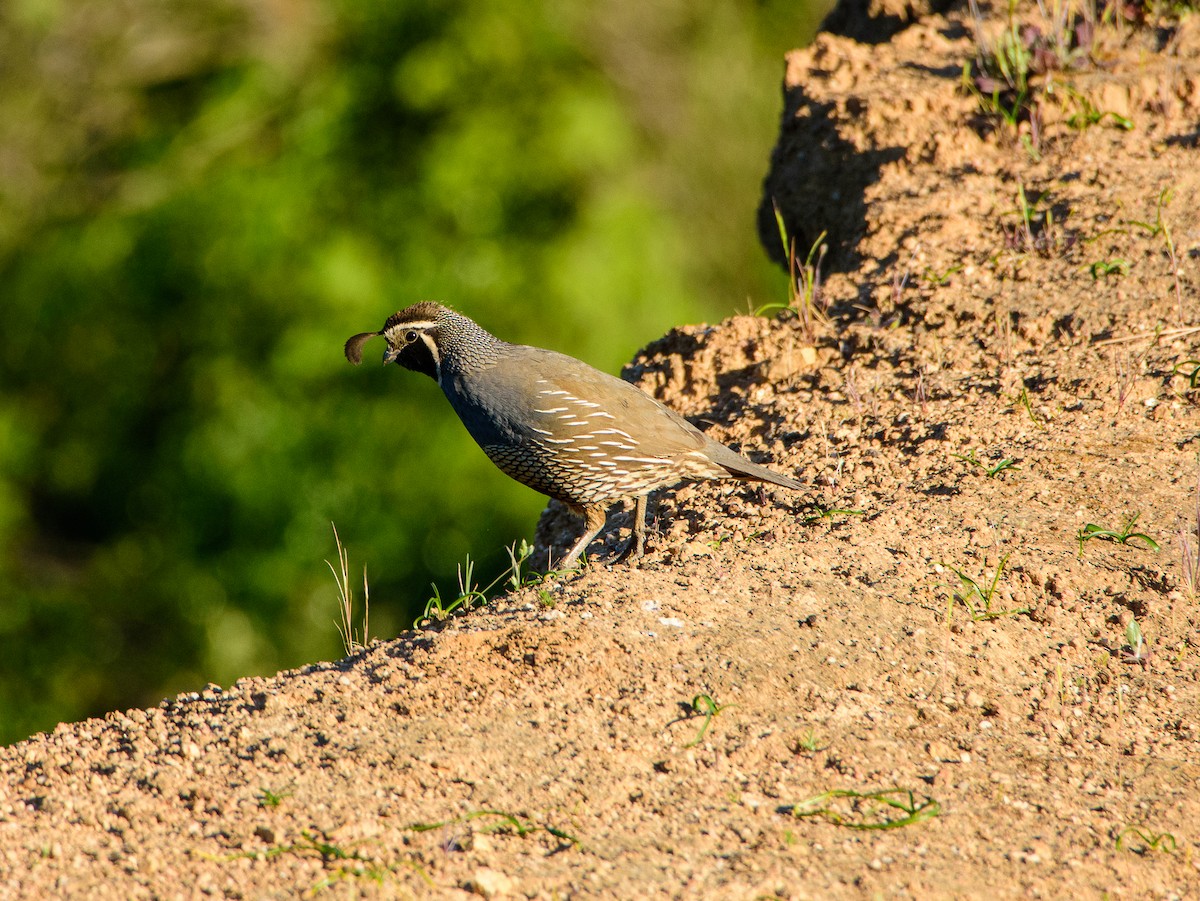 California Quail - Sebastián Acevedo