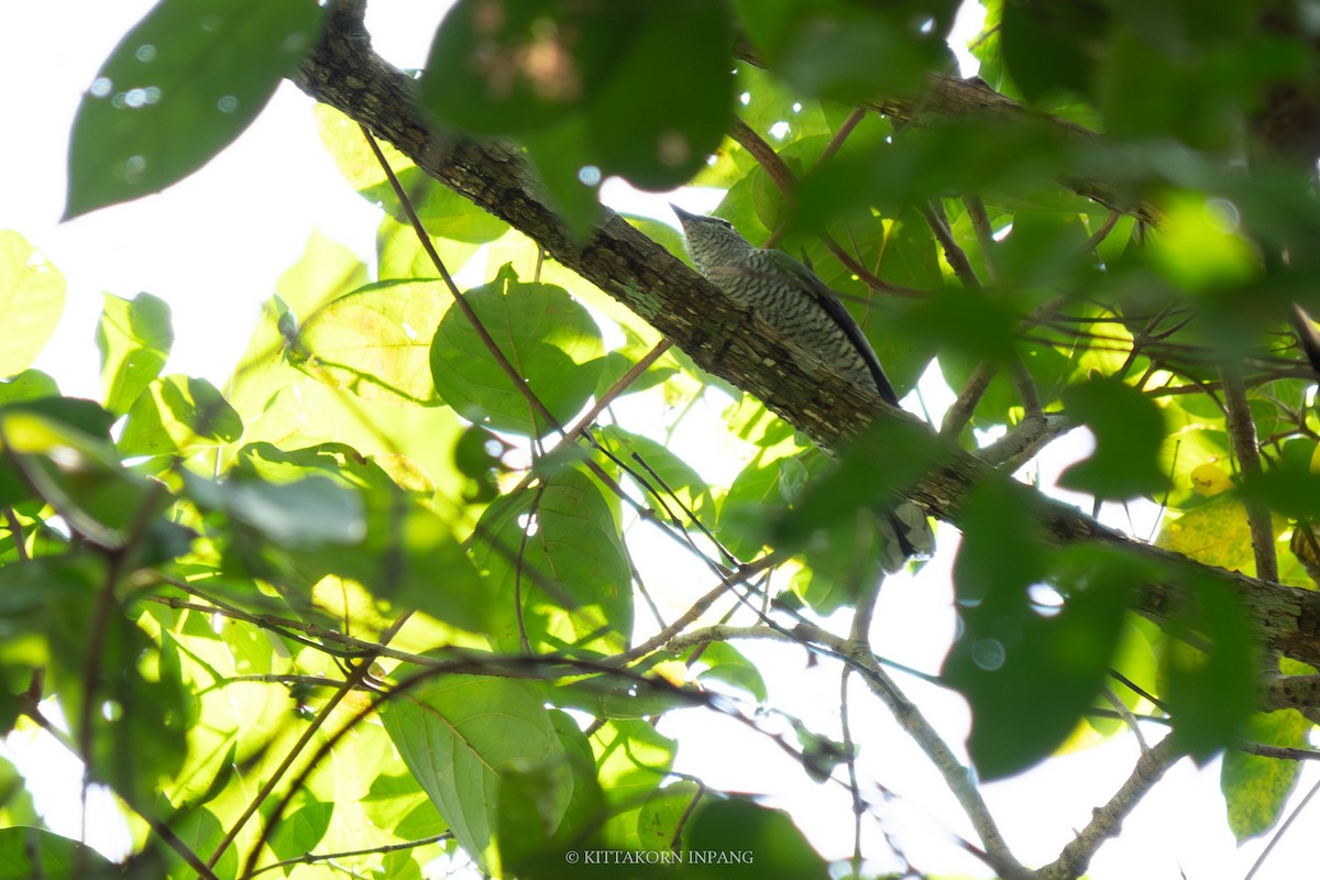 Lesser Cuckooshrike - ML609975298