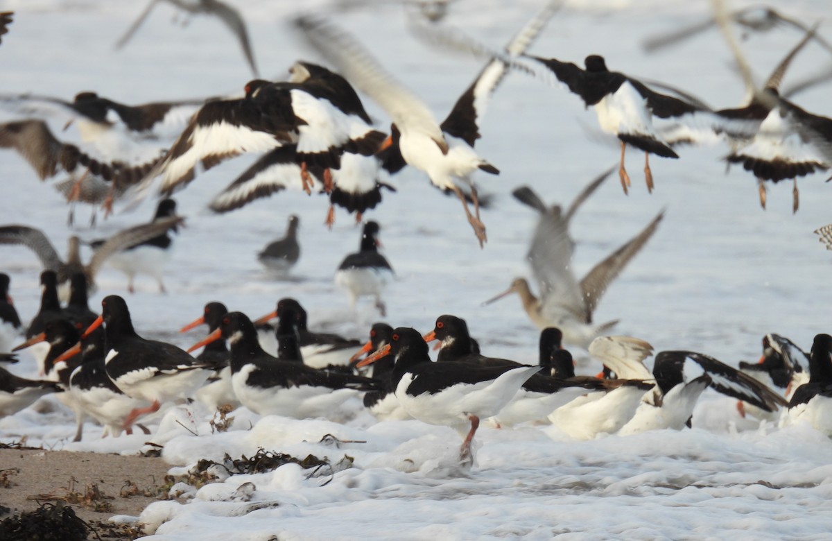 Eurasian Oystercatcher - ML609975315