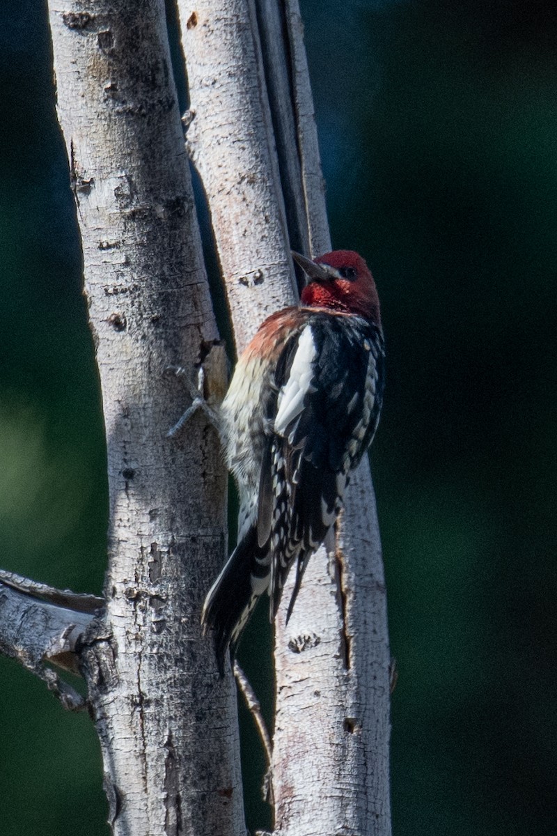 Red-breasted Sapsucker - ML609975318