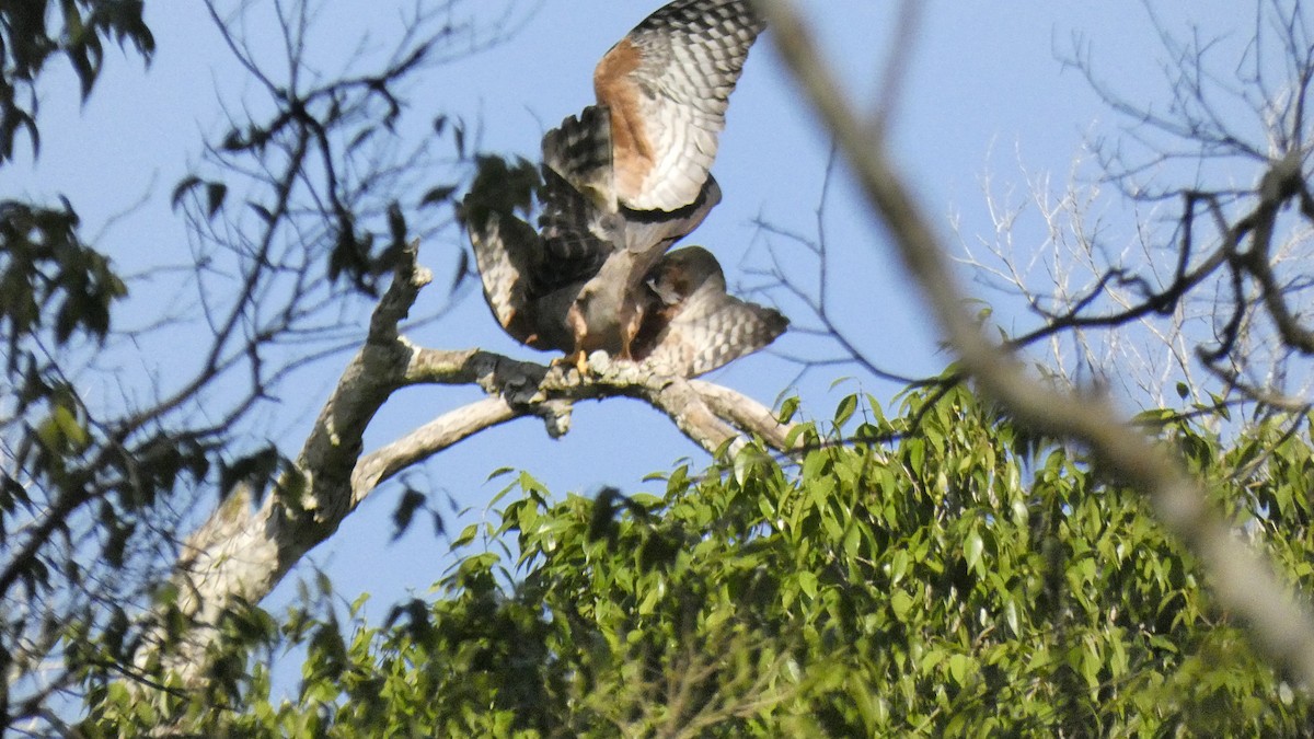 Rufous-thighed Kite - ML609975354