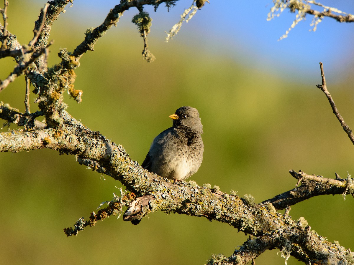 Mourning Sierra Finch - Sebastián Acevedo