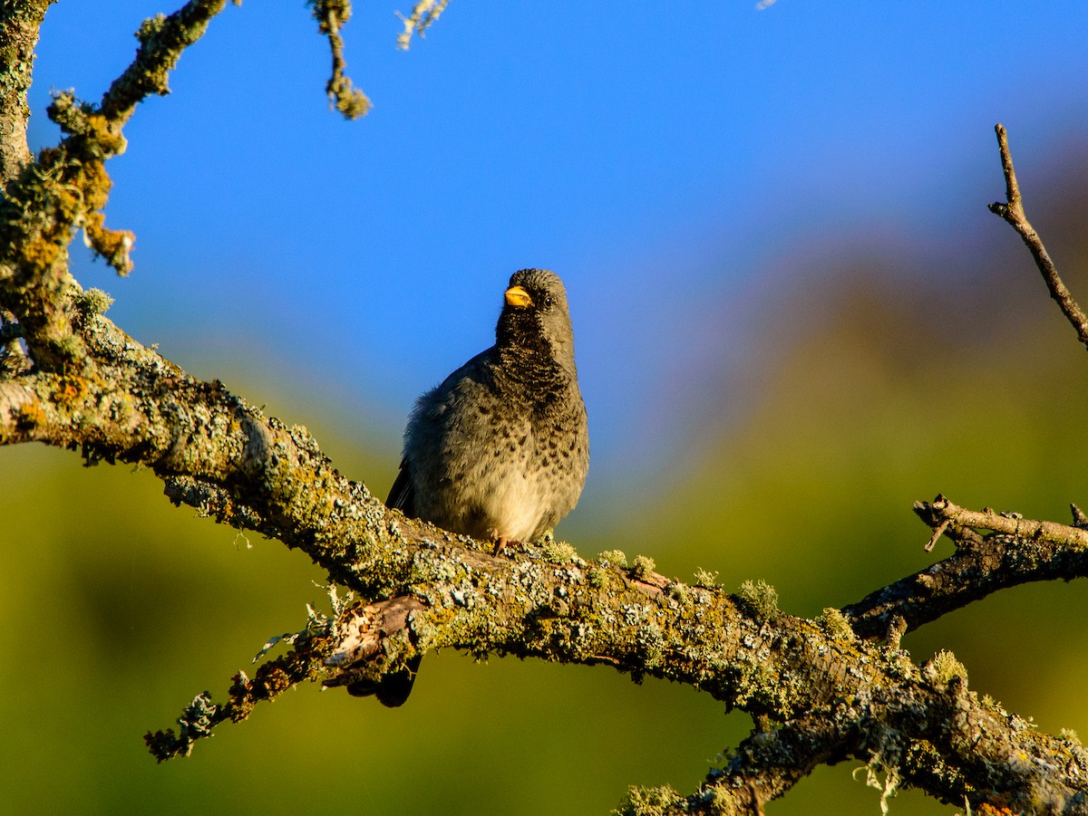 Mourning Sierra Finch - Sebastián Acevedo