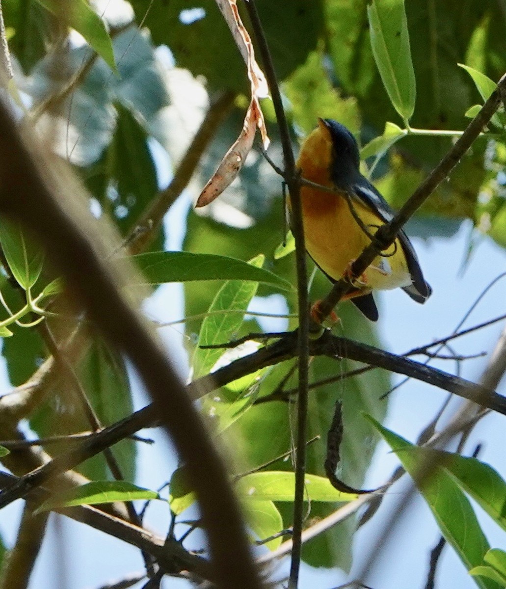 Tropical Parula - Nancy Henke