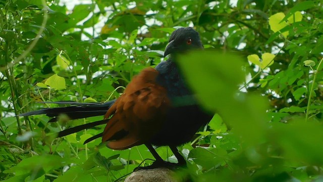 Grand Coucal (parroti) - ML609975451