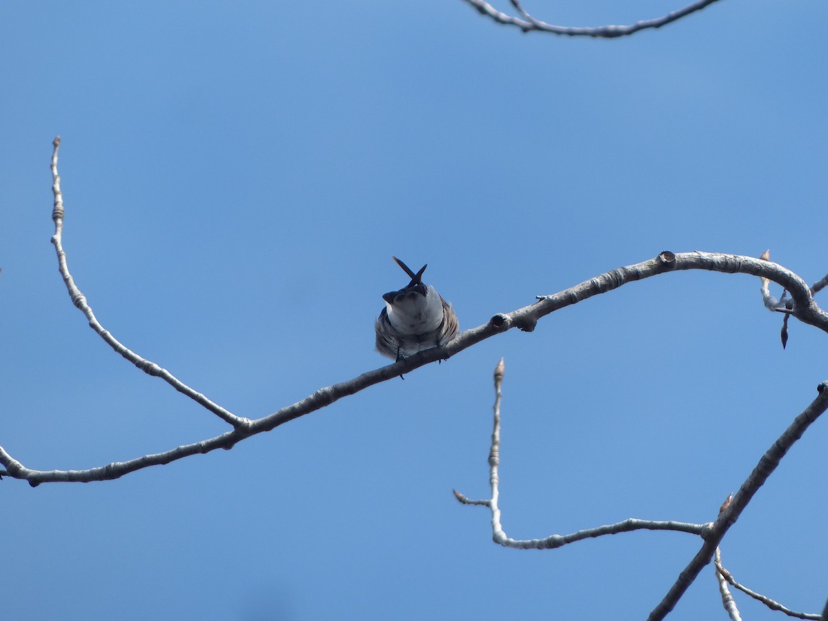 Northern Rough-winged Swallow - ML609975514