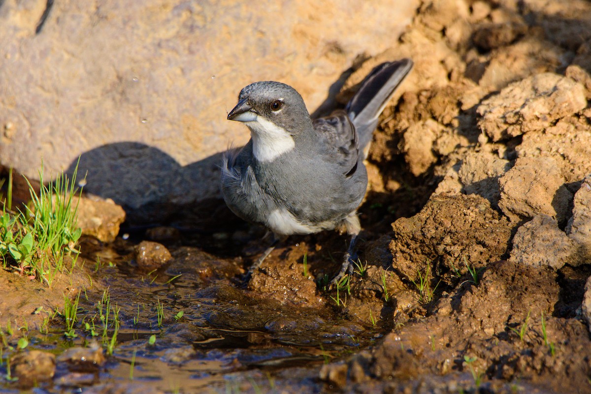 Diuca Finch - Sebastián Acevedo