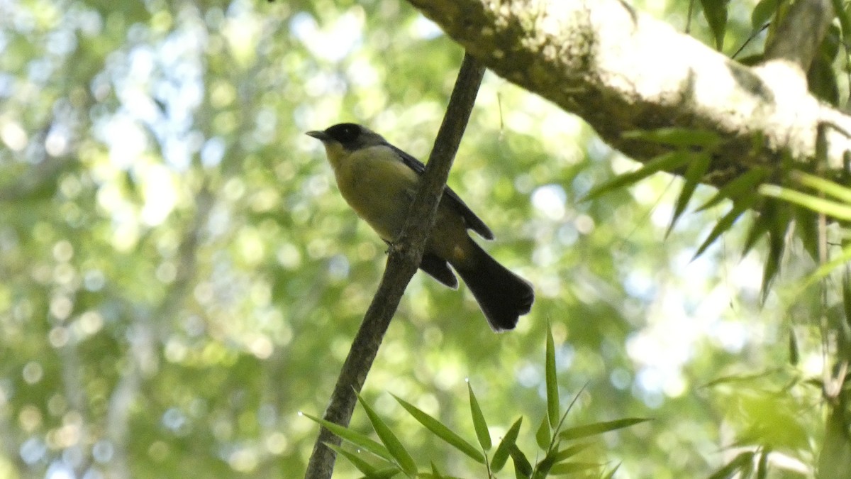 Black-goggled Tanager - ML609975660