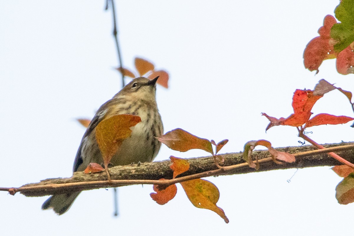 Yellow-rumped Warbler - ML609975716