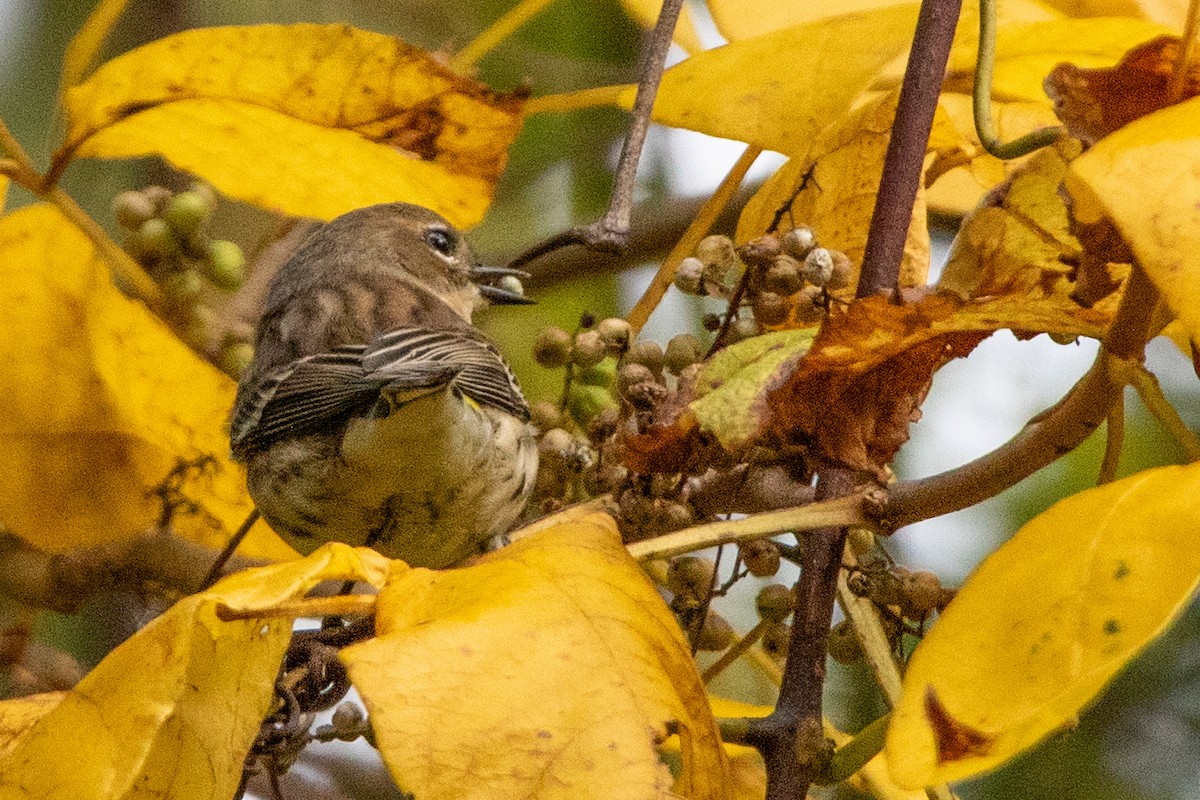 Yellow-rumped Warbler - ML609975717