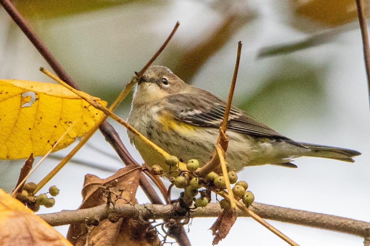 Yellow-rumped Warbler - ML609975718