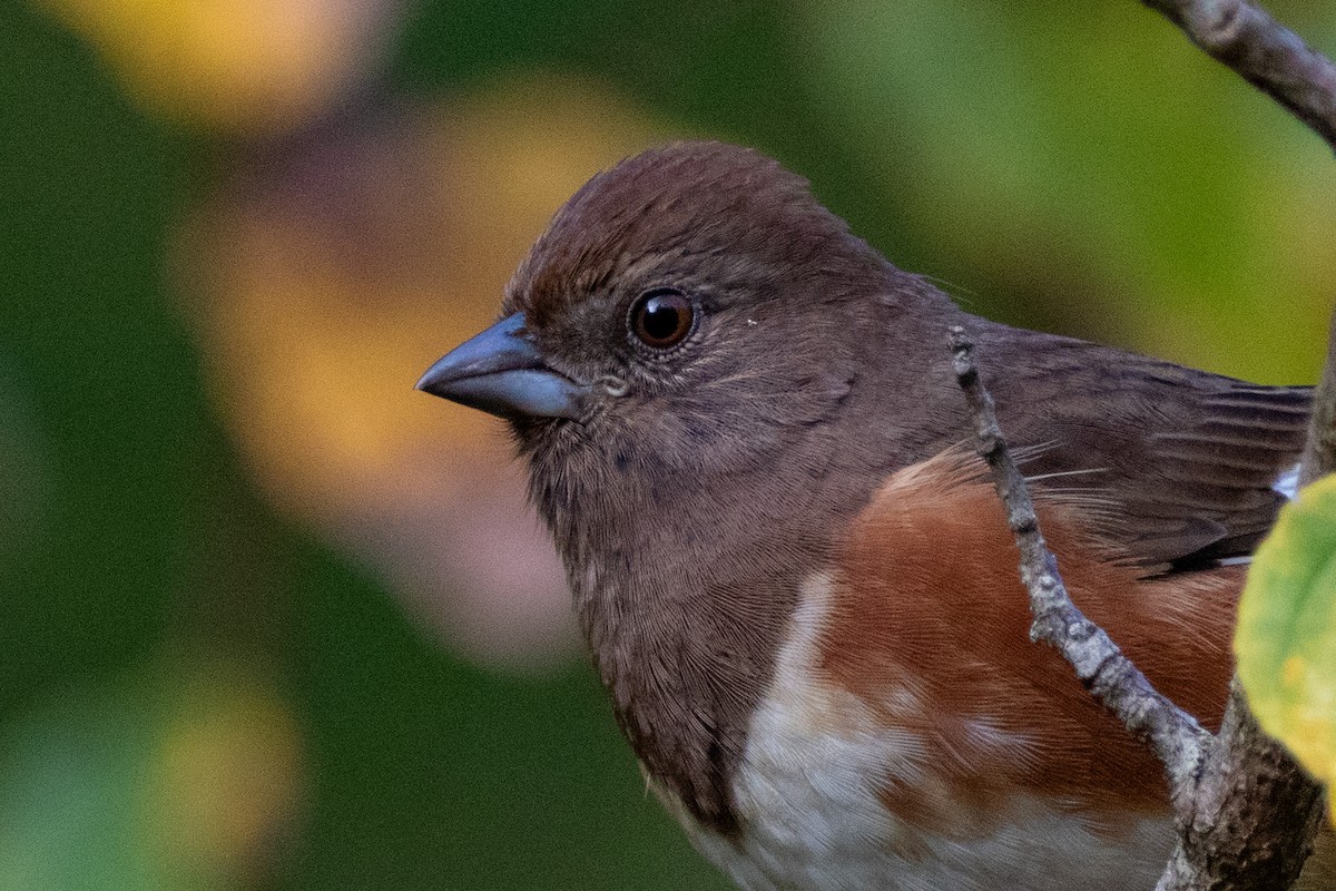 Eastern Towhee - ML609975720