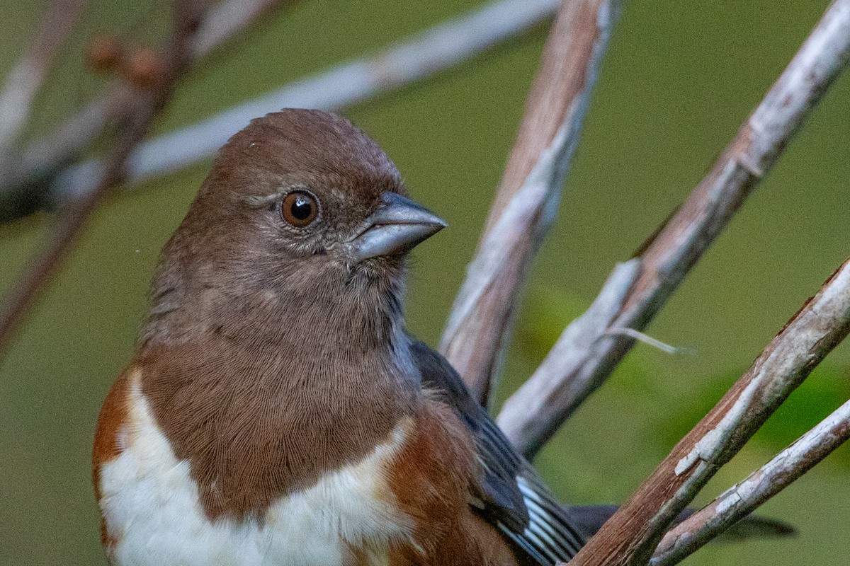 Eastern Towhee - ML609975721