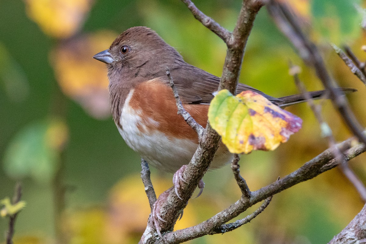 Eastern Towhee - ML609975723