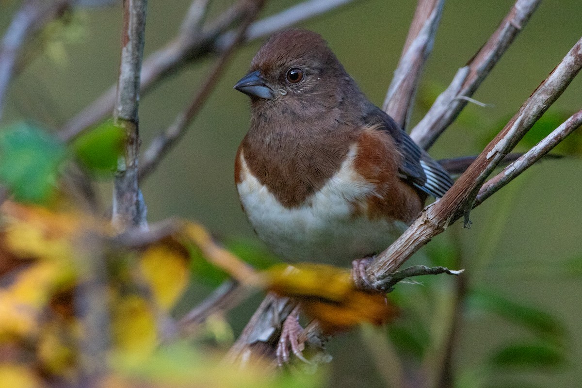 Eastern Towhee - ML609975724