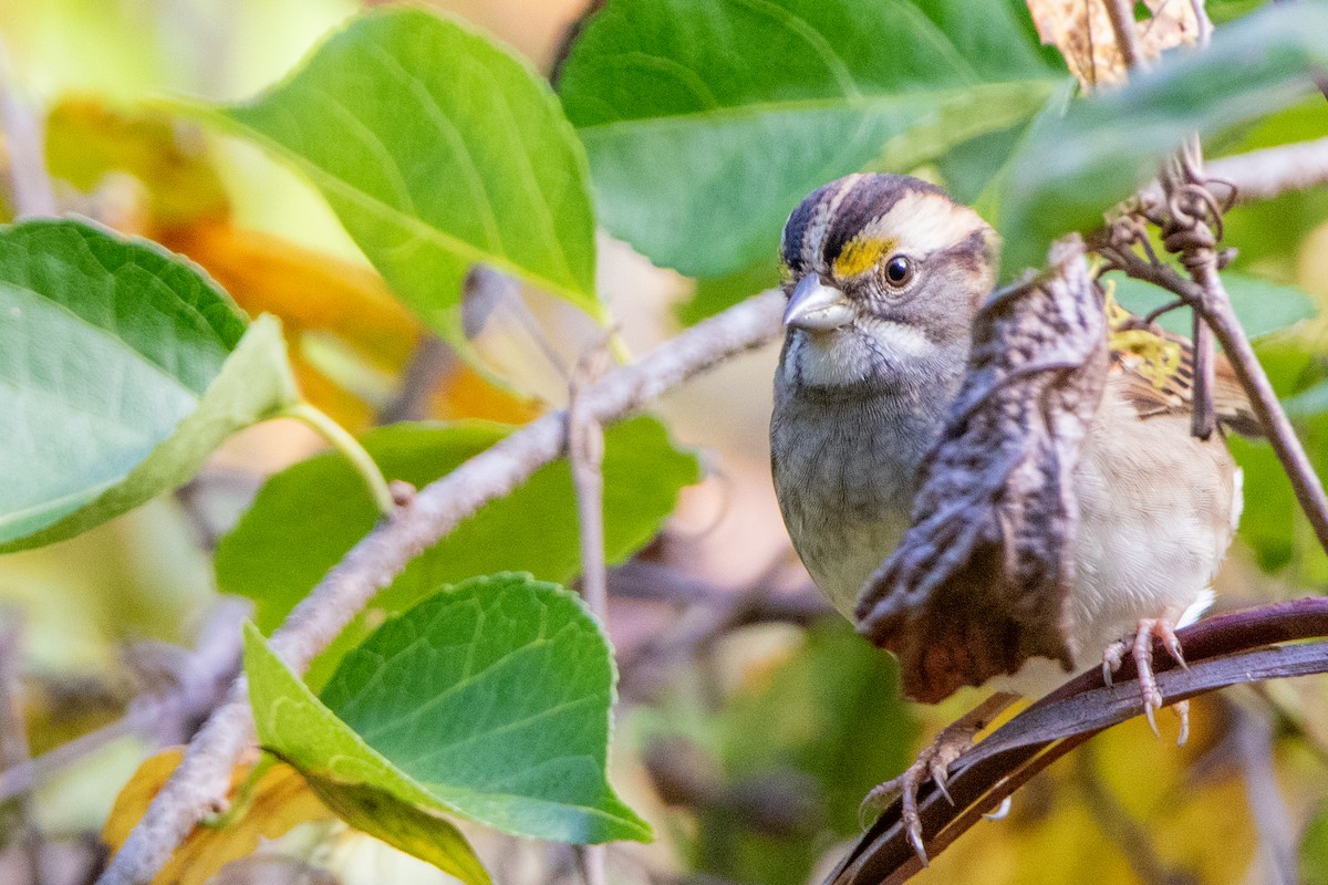 White-throated Sparrow - ML609975728