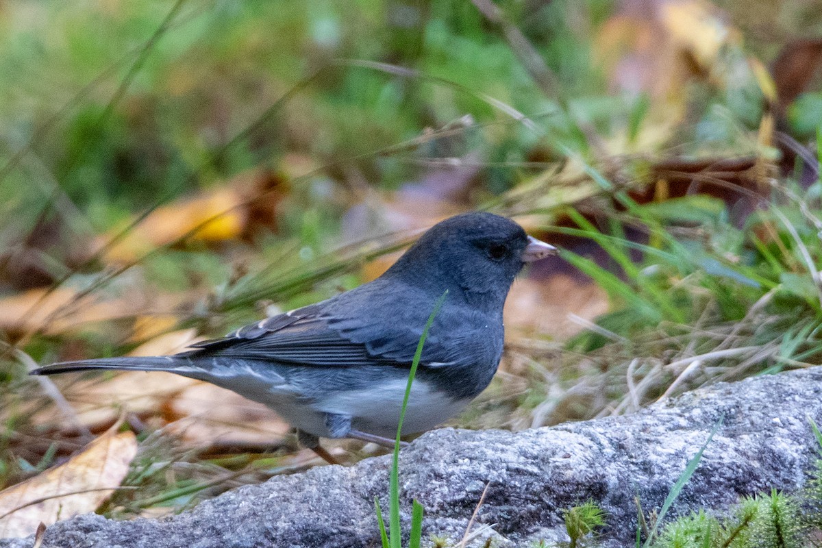 Dark-eyed Junco - ML609975738