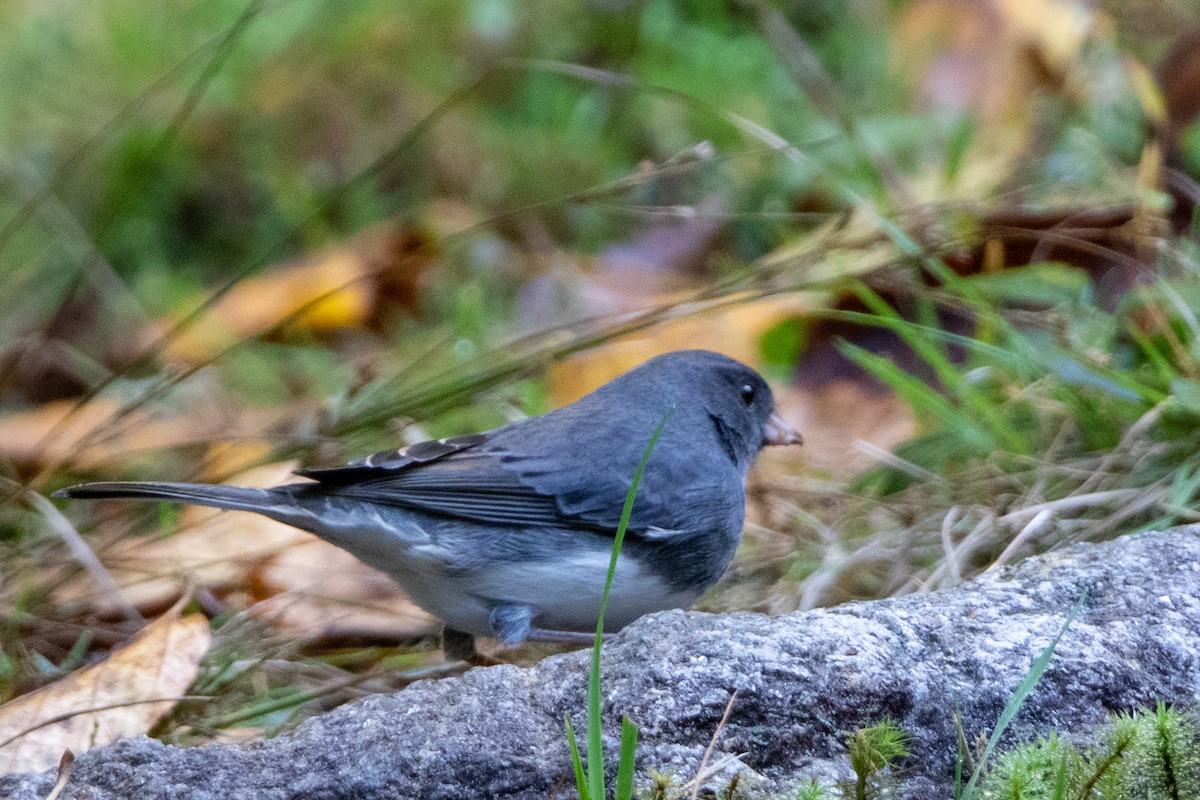 Dark-eyed Junco - ML609975739