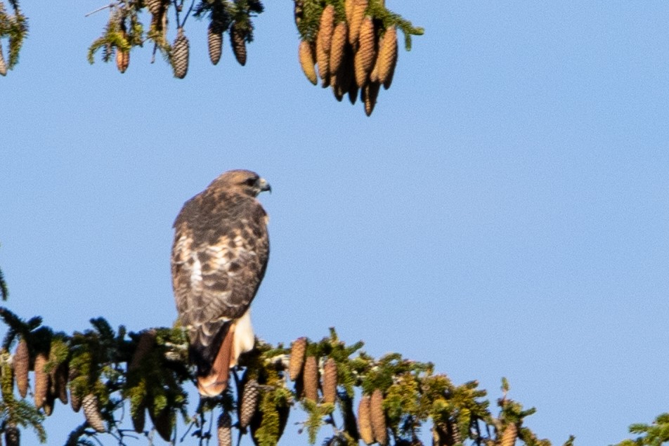 Red-tailed Hawk - ML609975761