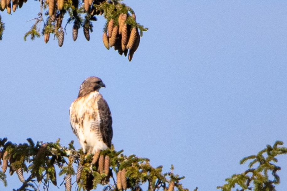 Red-tailed Hawk - ML609975762