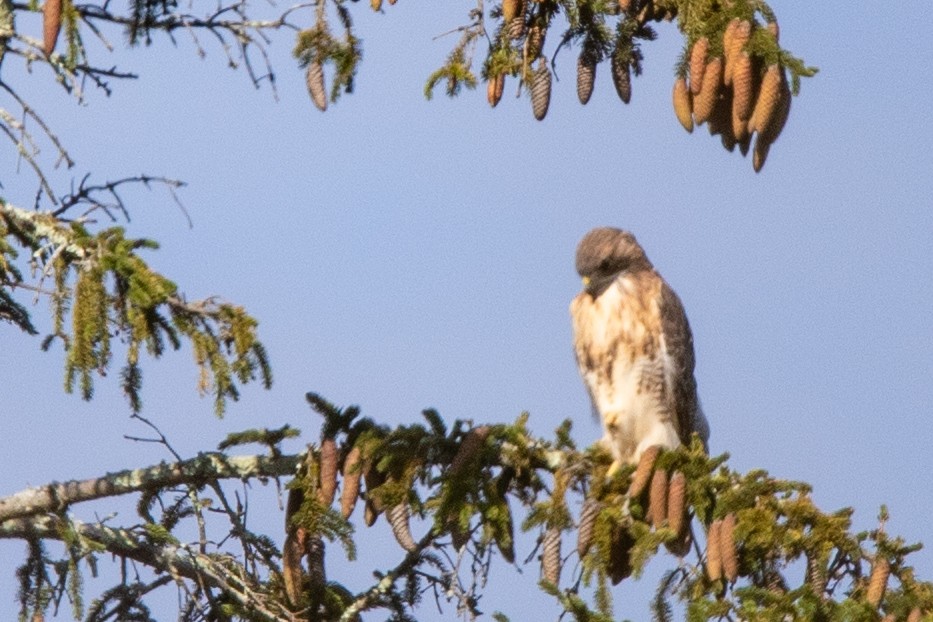 Red-tailed Hawk - ML609975764