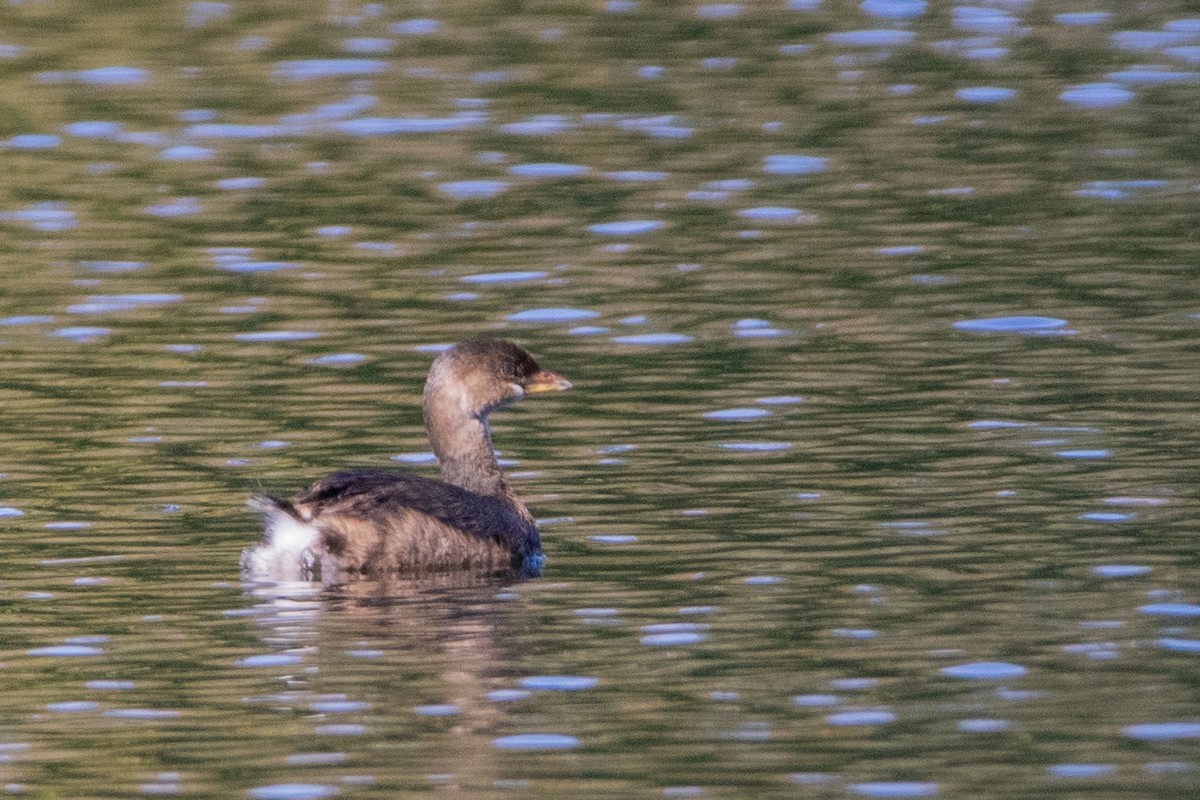 Pied-billed Grebe - ML609975772