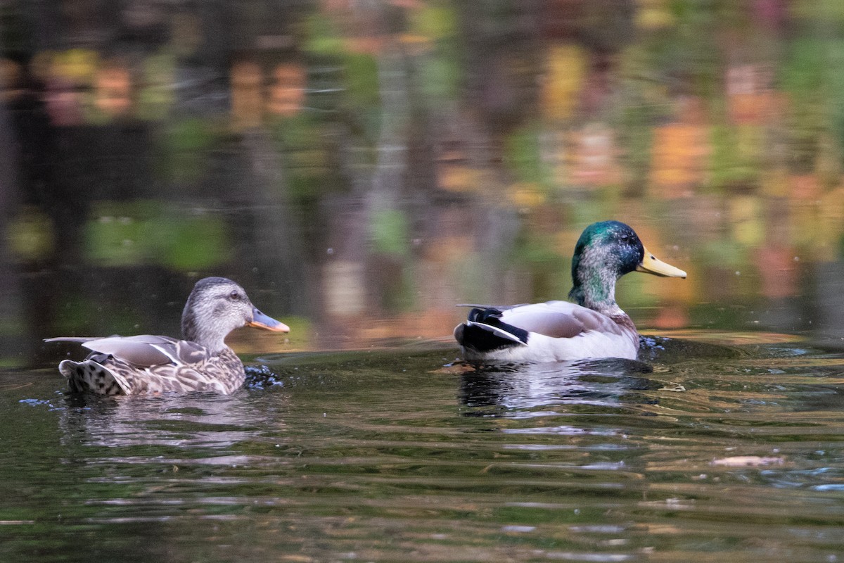 Mallard - ML609975790