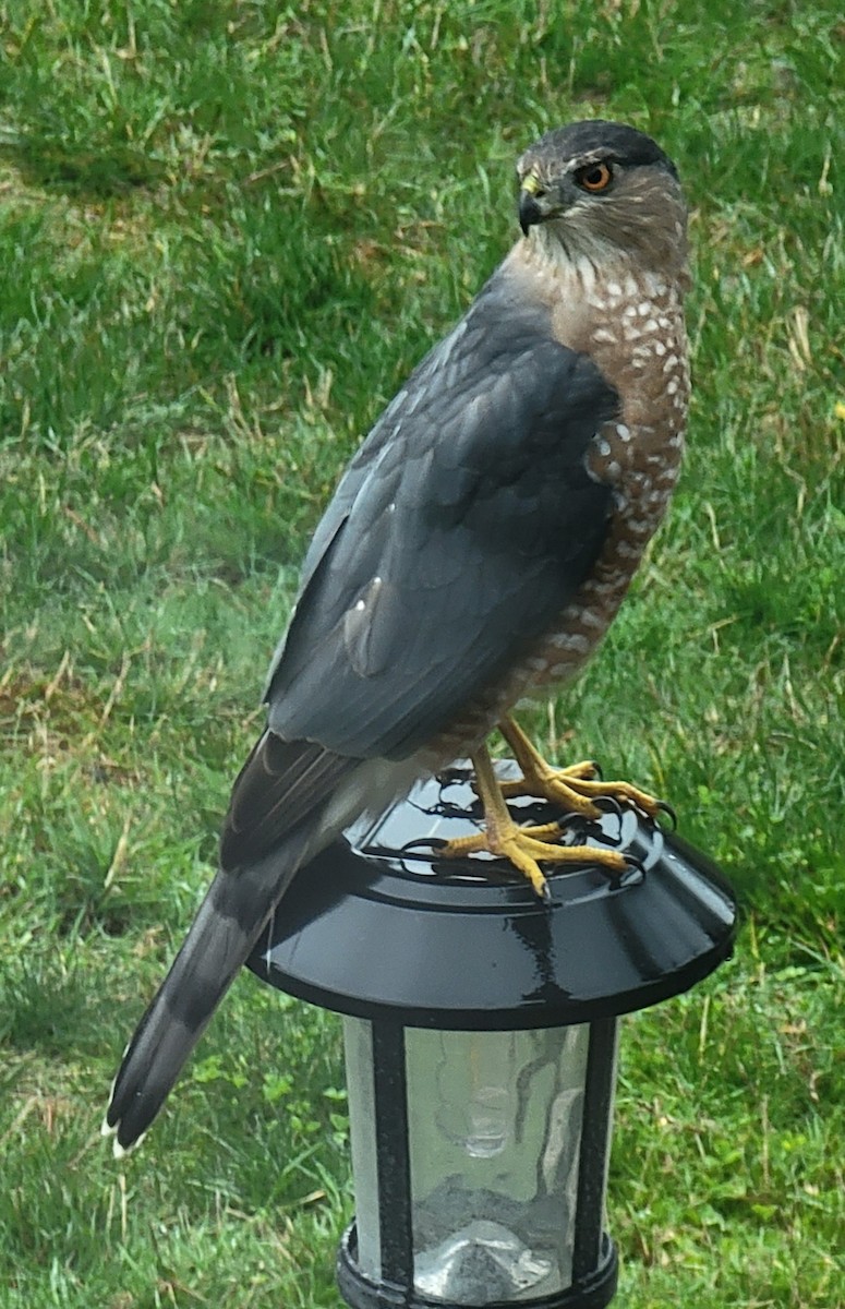 Cooper's Hawk - ML609975807