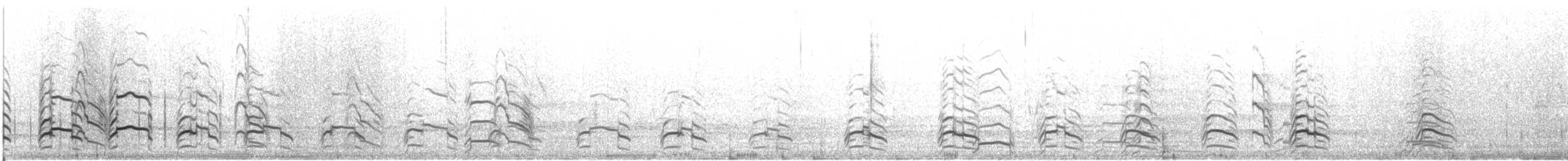 racek bouřní (ssp. heinei) - ML609975899