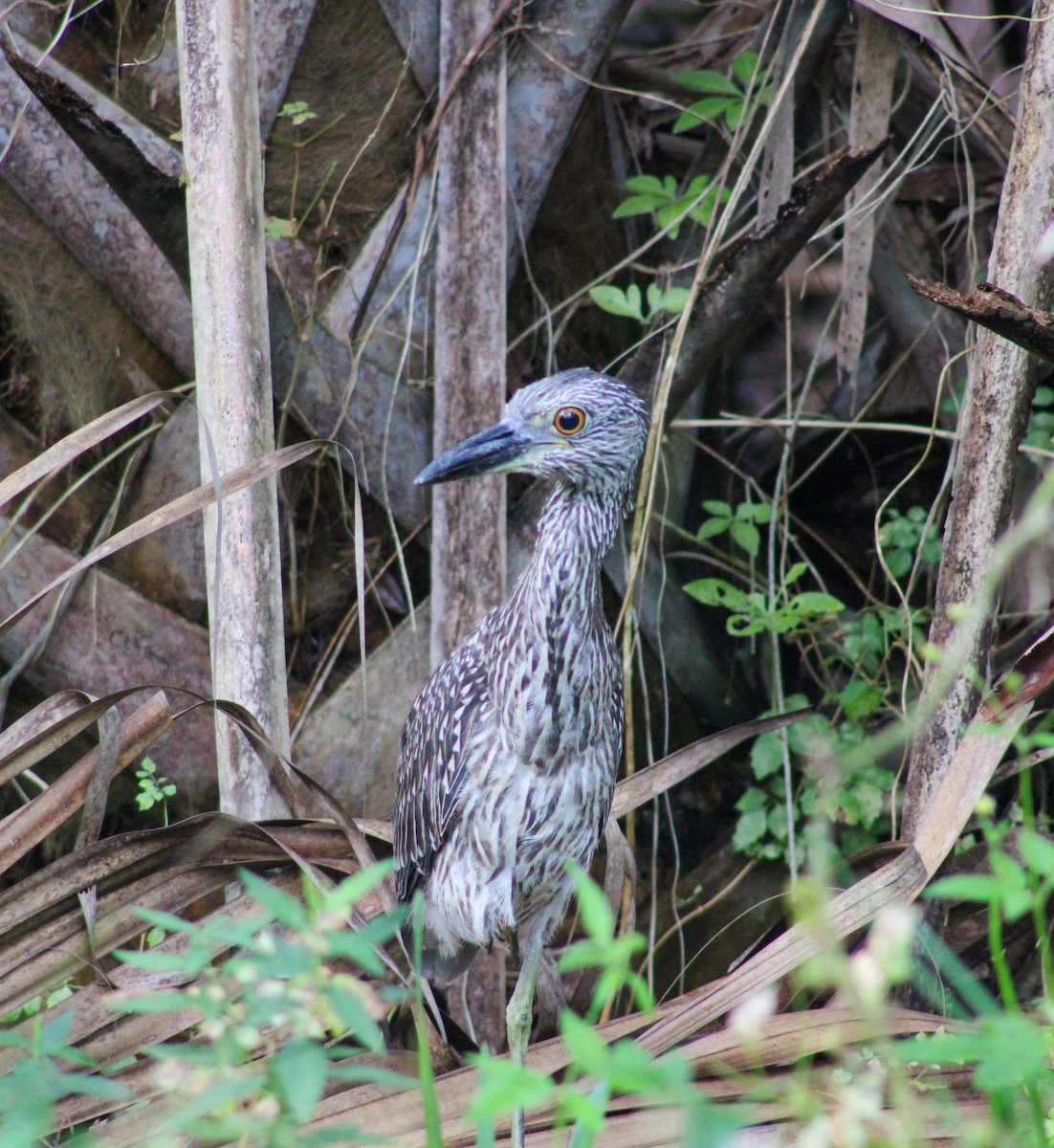 Yellow-crowned Night Heron - ML609976072