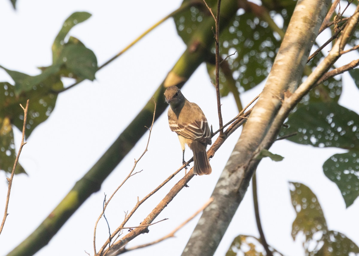 Brownish Elaenia - ML609976209