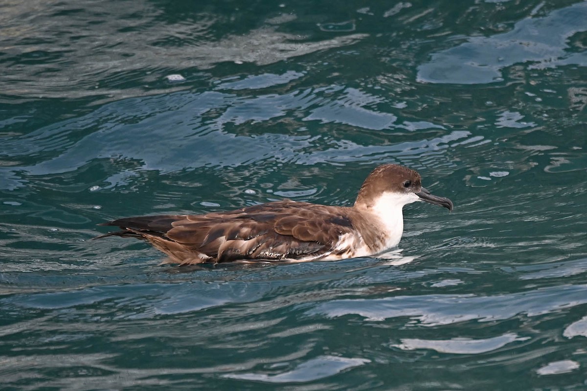 Great Shearwater - ML609976282